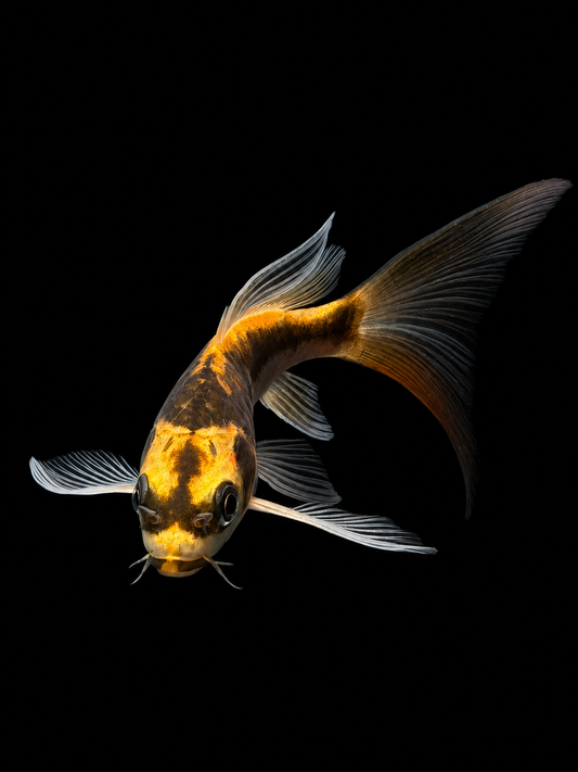 BUTTERFLY MAYAN KOI (Cyprinus carpio)