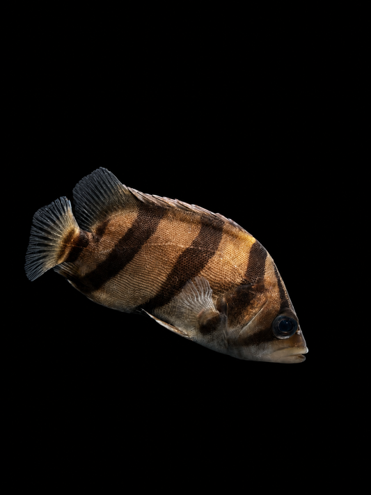NORTHERN THAILAND TIGERFISH (Datnioides pulcher)