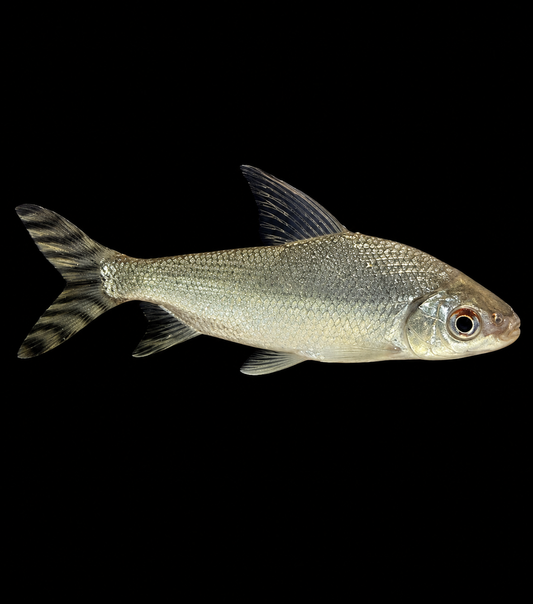 YELLOW TAIL FEIFONG (Semaprochilodus sp.)