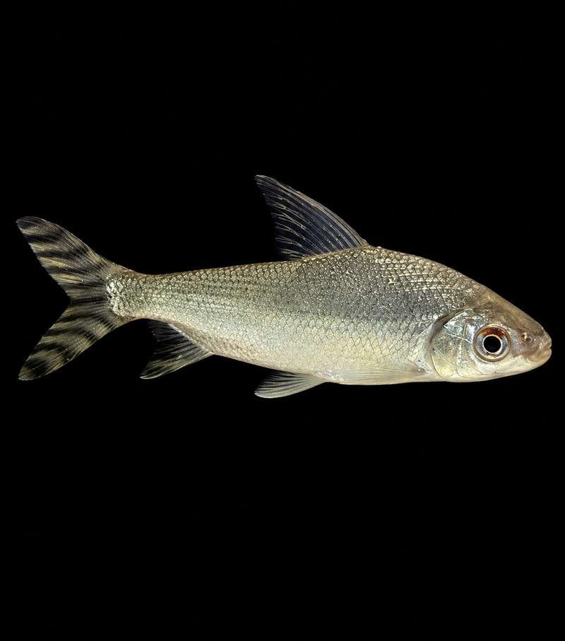 YELLOW TAIL FEIFONG (Semaprochilodus sp.)