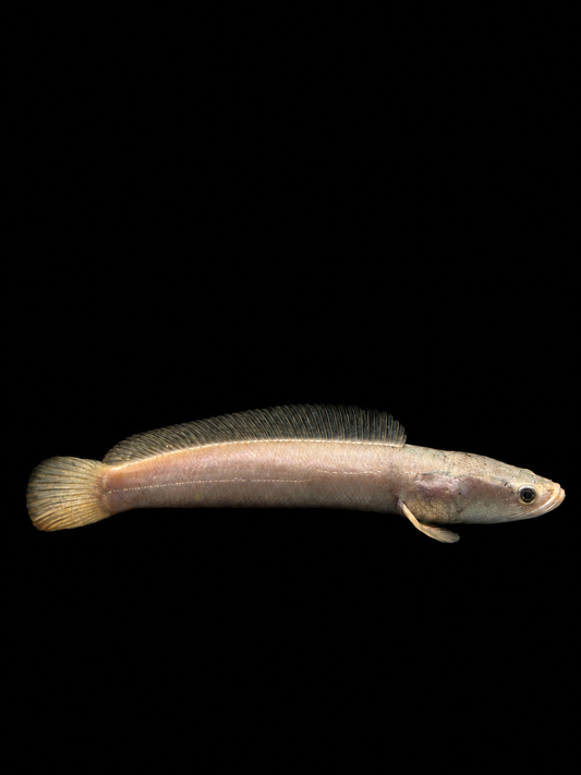PLATINUM CHANNA ARGUS (Channa argus)