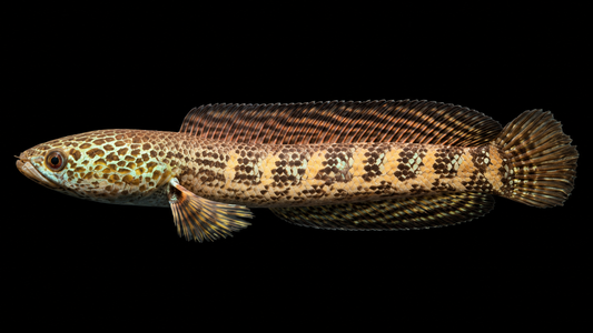 CHANNA COBRA (Channa aurantimaculata) (M)