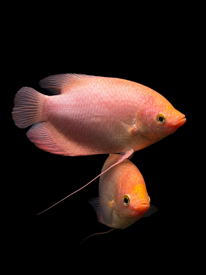 GIANT GOURAMI (Osphronemus goramy)(Kaloi putih)(B)