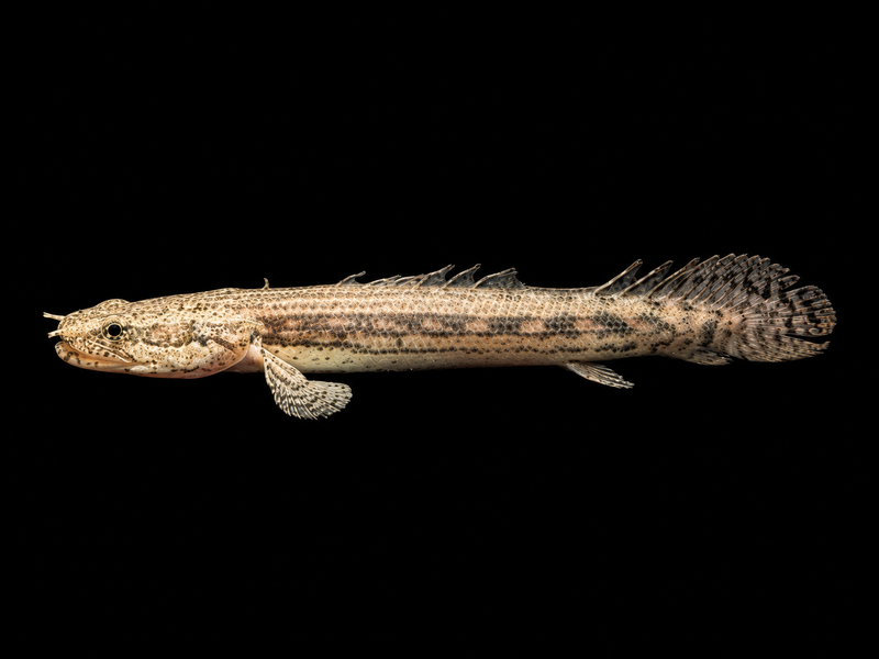LAPRADEI BICHIR (Polypterus lapradei)