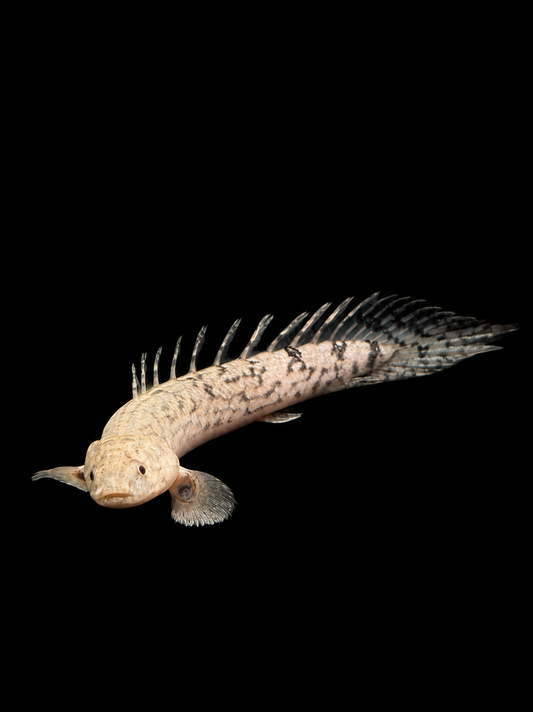 DELHELZI BICHIR (Polypterus delhezi)