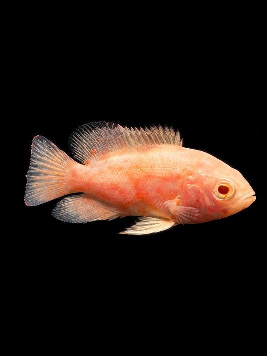 ALBINO TIGER OSCAR (Astronotus ocellatus) (S)
