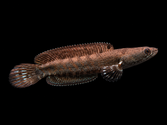 PEACOCK SNAKEHEAD (Channa blue pulchra)