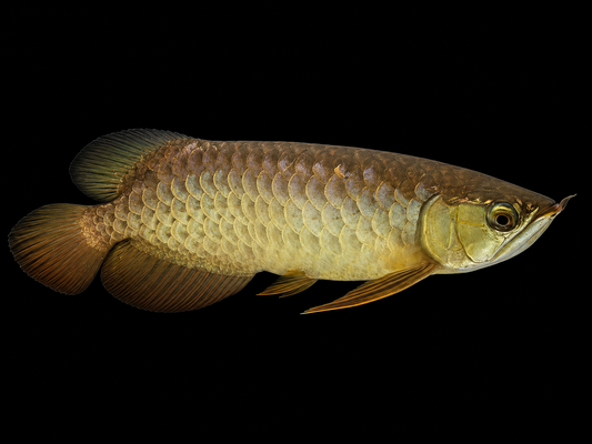 MALAYSIAN GOLDEN HIGH BACK AROWANA DEFECT BOTH EYES BLIND (Scleropages formosus)