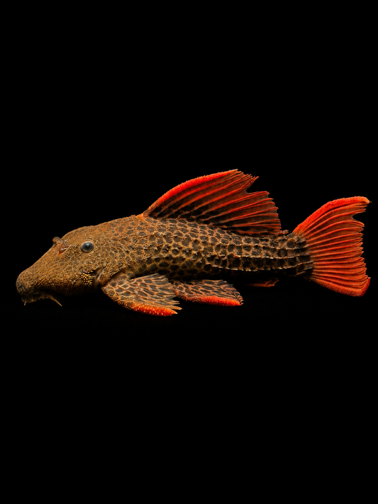 L600 LEOPARD CACTUS PLECO (Pseudacanthicus leopardus)