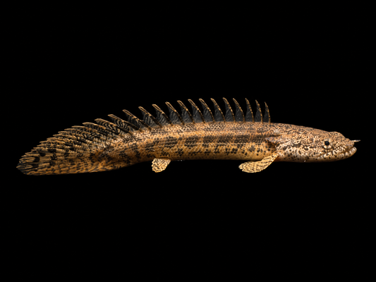 GUINEAN BICHIR (Polypterus ansorgii)