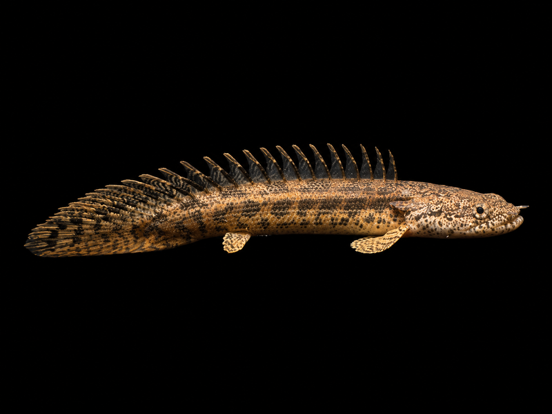 GUINEAN BICHIR (Polypterus ansorgii)