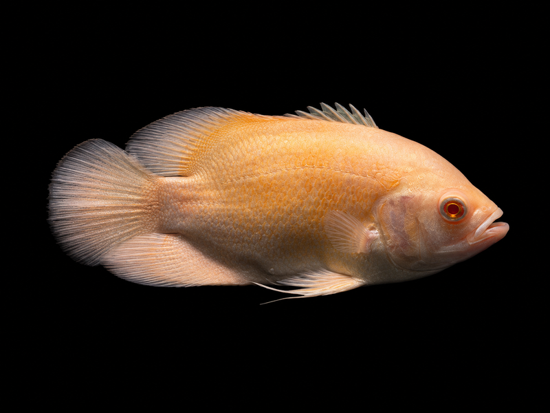 LEMON OSCAR CHINA (Astronotus ocellatus)