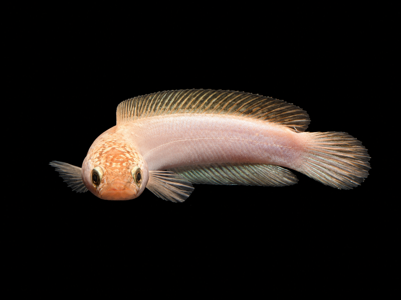 PLATINUM CHANNA ASIATICA KALIMAYAN (Channa asiatica)