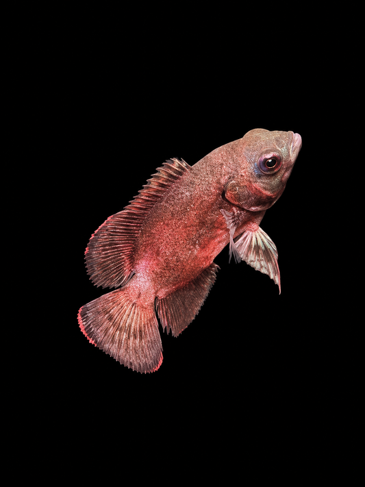 RED OSCAR (Astronotus ocellatus) (S)