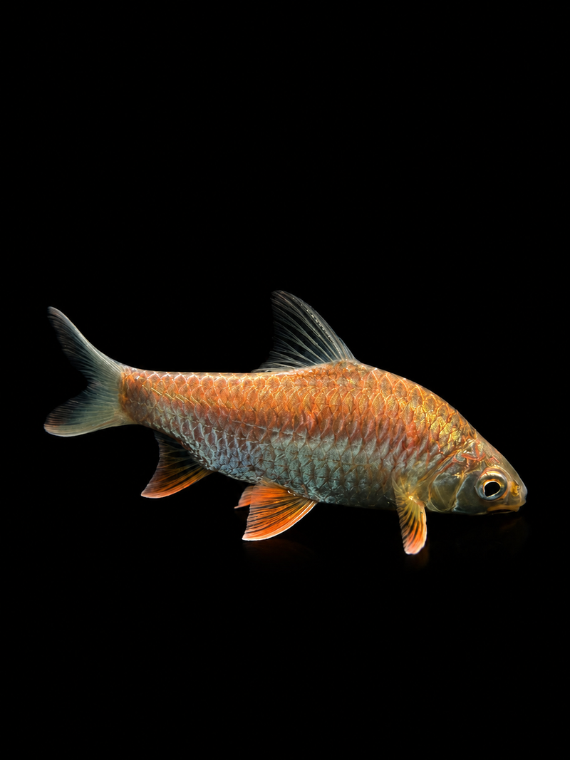 GOLDEN BELLY BARB (Hypsibarbus wetmorei)(Krai Kunyit)