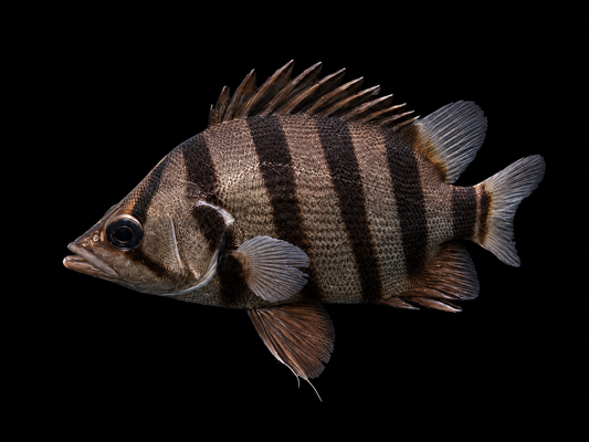 AMERICAN TIGER FISH (Datnioides polota)