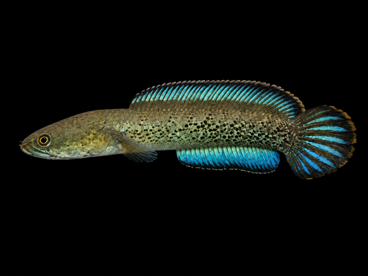 ASSAMESE SNAKEHEAD (Channa stewartii)