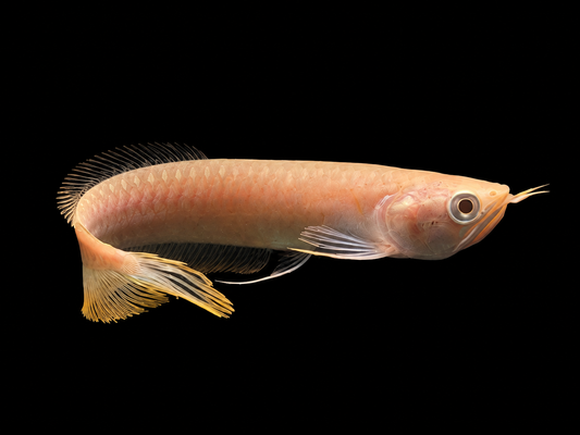 ALBINO SILVER AROWANA (Osteoglossum bicirrhosum)