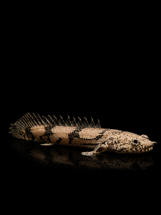 TIGER BICHIR (Polypterus endlicheri)