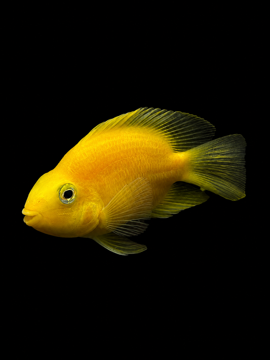 YELLOW PARROTFISH (ichlasoma hybrid)