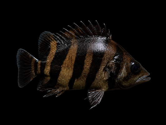 INDONESIAN TIGERFISH (Datnioides microlepis) (B)