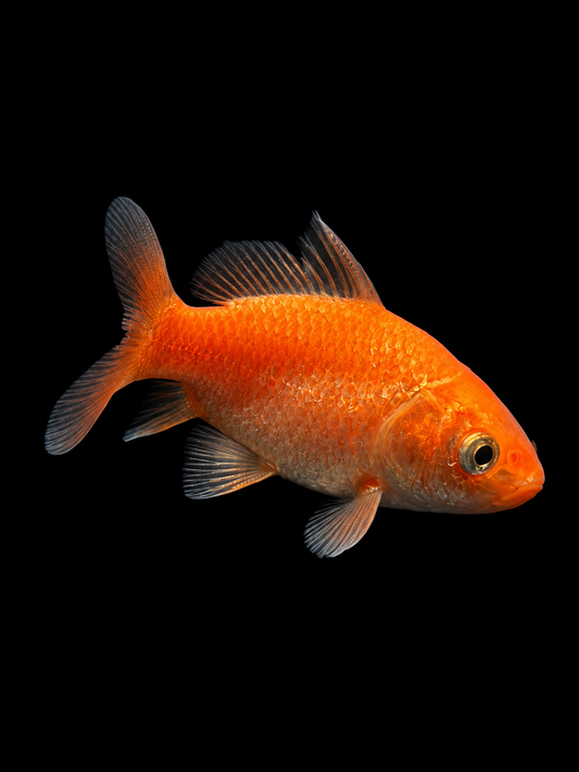 SEMI SHORTBODY BUTTERFLY RED KOI (Cyprinus carpio)
