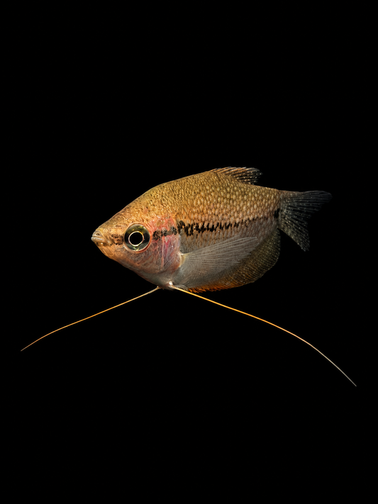 PEARL DWARF GOURAMI (Trichopodus leerii)