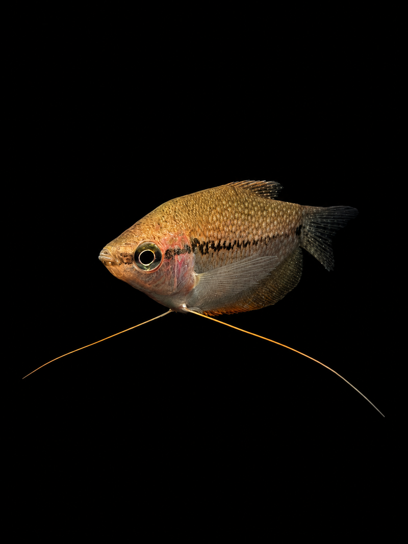 PEARL DWARF GOURAMI (Trichopodus leerii)