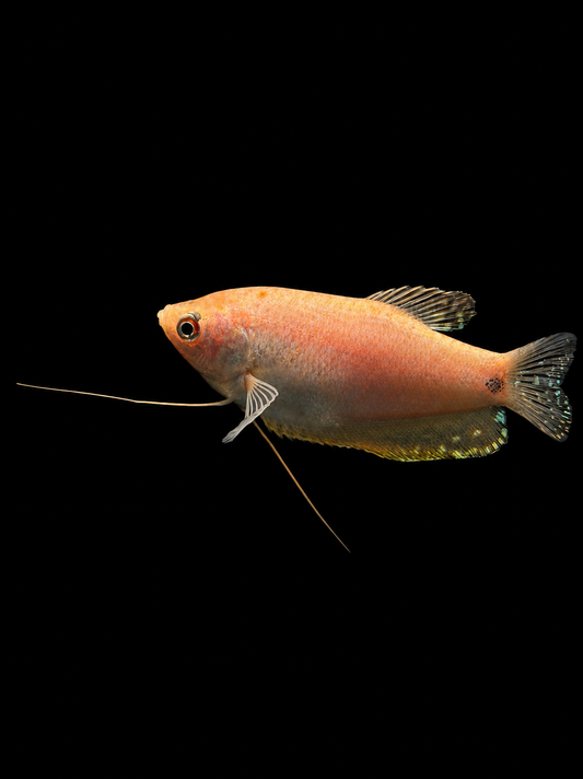 PLATINUM DWARF GOURAMI (Trichopodus trichopterus)