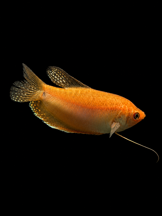YELLOW DWARF GOURAMI (Trichopodus trichopterus)