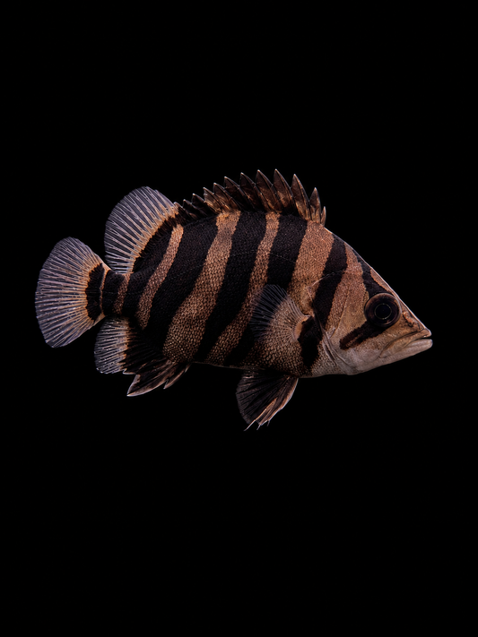 INDONESIAN TIGERFISH (Datnioides microlepis)(B)