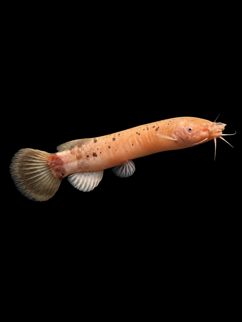 ELECTRIC CATFISH (Malapterurus electricus)