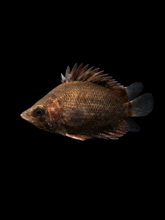 SOUTH AMERICAN LEAF FISH (Monocirrhus polyacanthus)