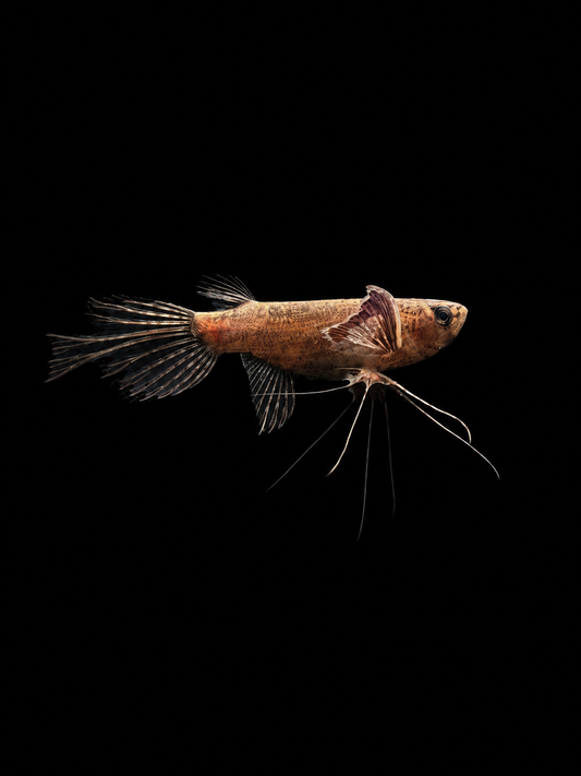 AFRICAN BUTTERFLY FISH (Pantodon buchholzi)