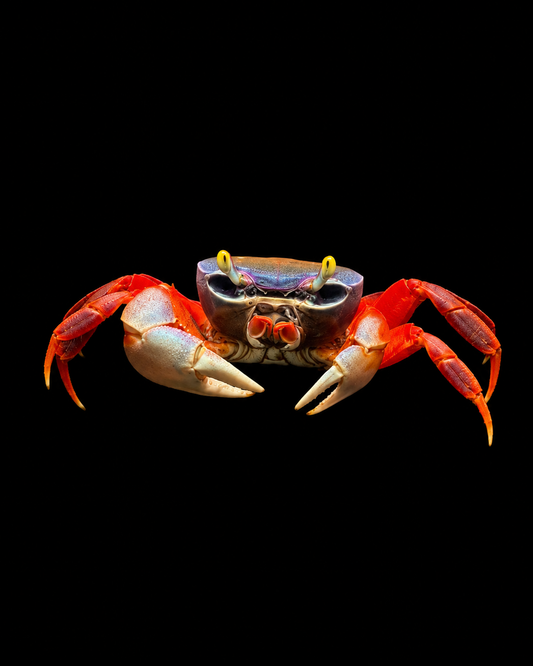 AFRICAN RAINBOW CRAB (Cardisoma armatum)