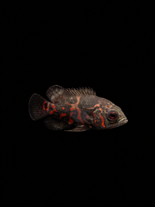 RED TIGER OSCAR (Astronotus ocellatus)