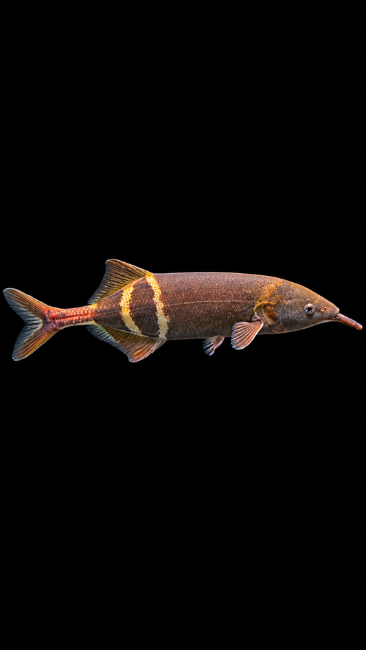 PETER'S ELEPHANTNOSE FISH (Gnathonemus petersii)