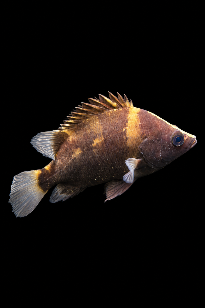 NEW GUINEA TIGERFISH (Datnioides campbelli)