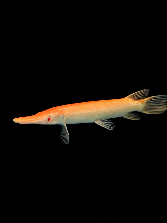 ALBINO ALLIGATOR GAR (Atractosteus spatula)