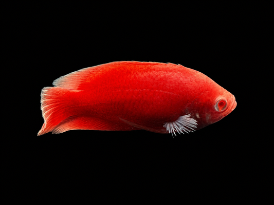 ALBINO RED OSCAR (Astronotus ocellatus)