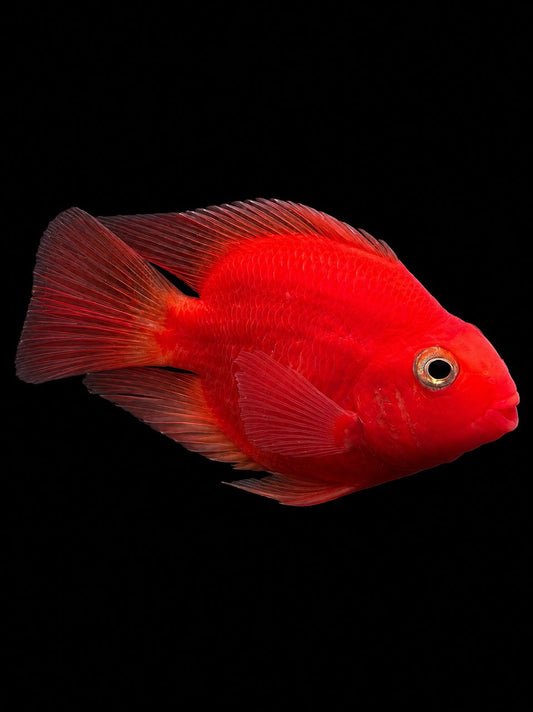 KINGKONG PARROT (Cichlasoma hybrid)