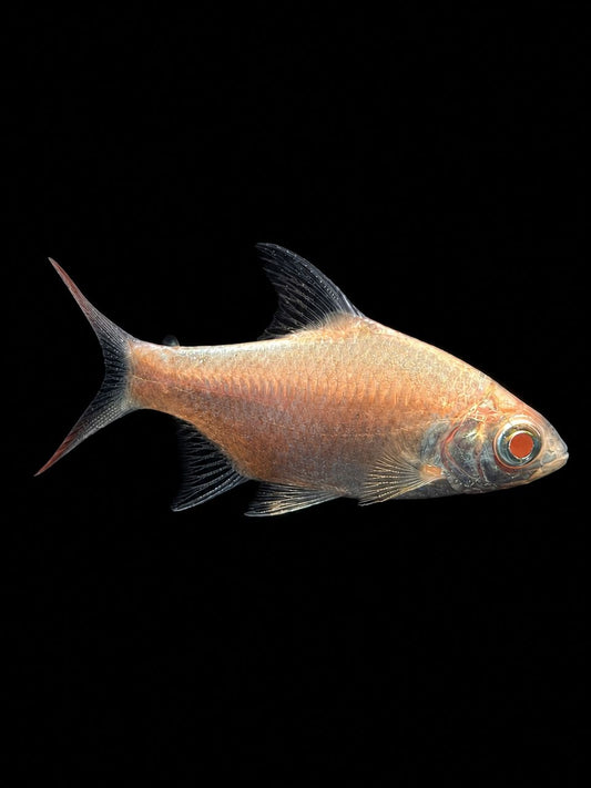 ALBINO TINFOIL BARB (Barbonymus schwanenfeldii) (S)