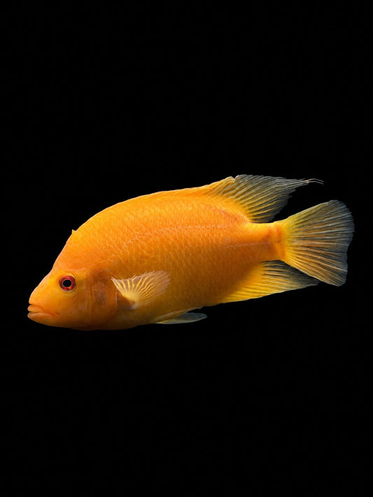 RED DEVIL CICHLID (Amphilophus labiatus)