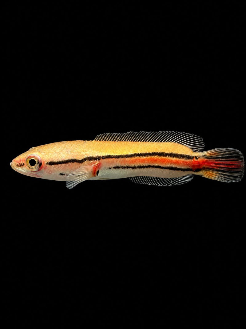 SEMI SHORTBODY GIANT SNAKEHEAD (Channa micropeltes)(Toman harimau)