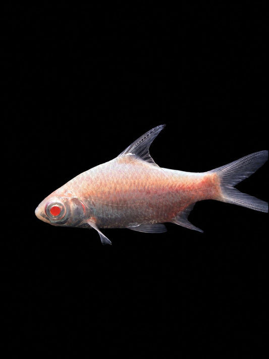 PLATINUM TINFOIL BARB (Barbonymus schwanenfeldii)