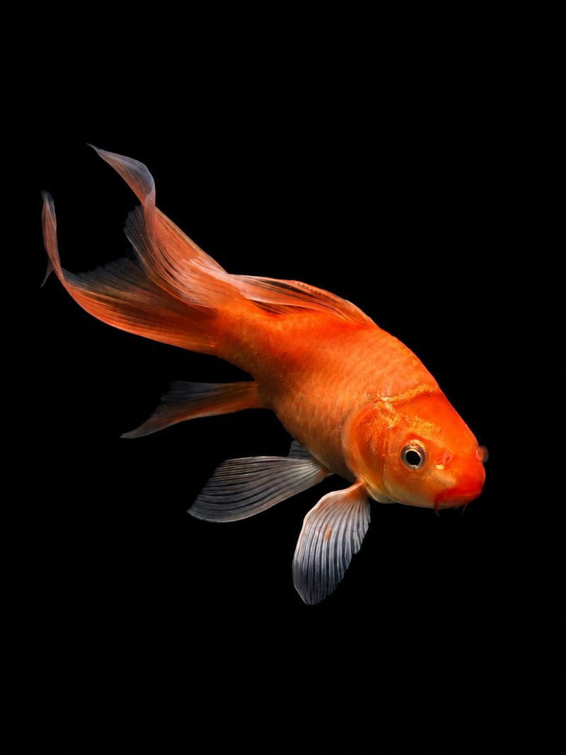 SHORTBODY BUTTERFLY RED KOI (Cyprinus carpio)