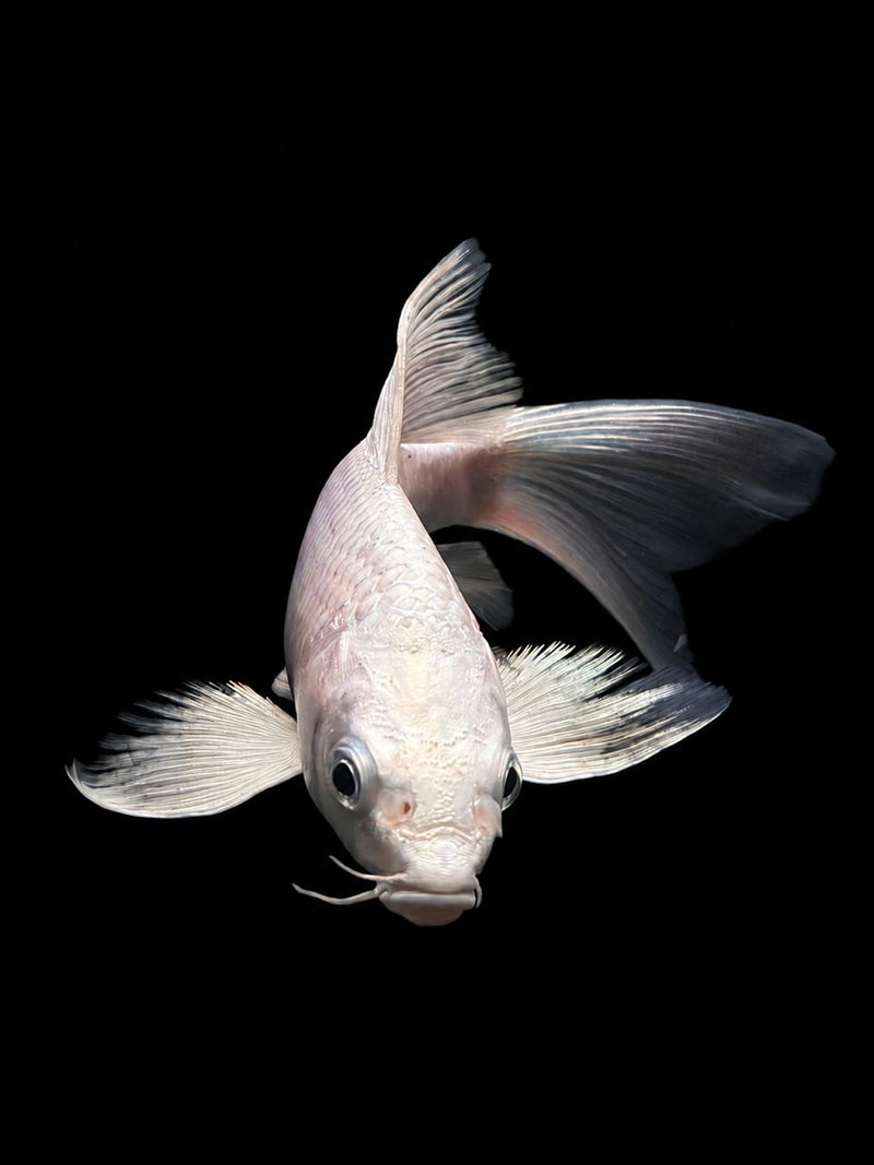 PLATINUM BUTTERFLY KOI (Cyprinus carpio)