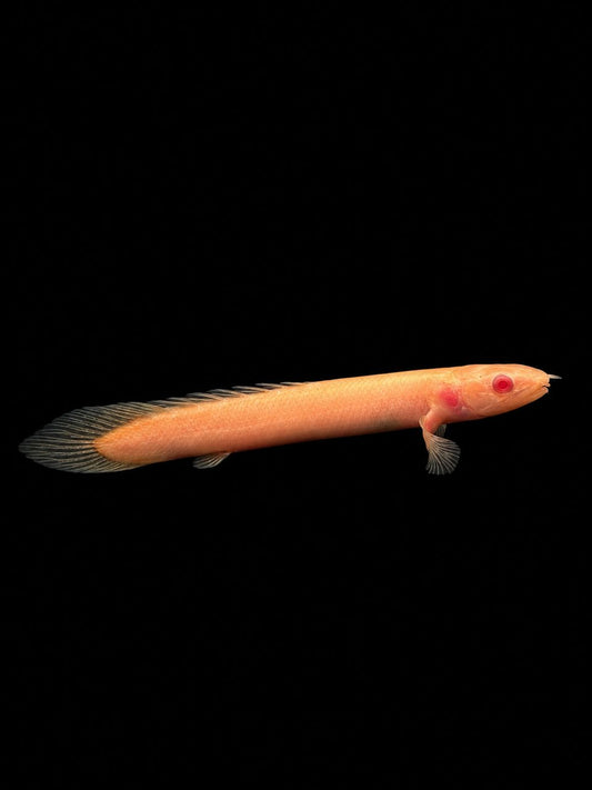 ALBINO BICHIR (Polypterus sp.)