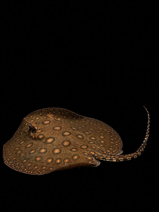 MOTORO STINGRAY (Potamotrygon motoro)