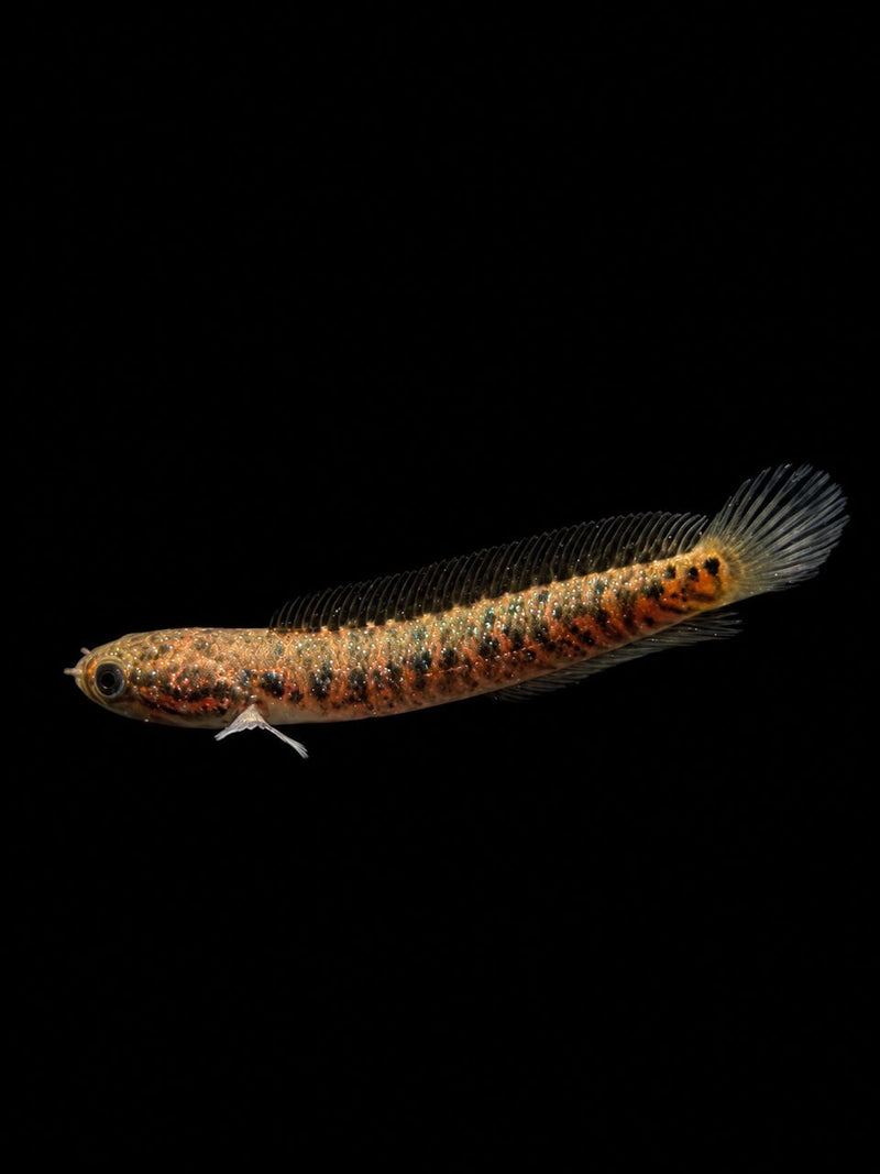 CHANNA ASIATICA RED SPOT (Channa asiatica)